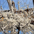 Im Frühling erblüht ArkaZien mit der Wildkirschblüte