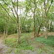2010: Der Baumbestand soll in die naturnahe Parkgestaltung integriert werden
